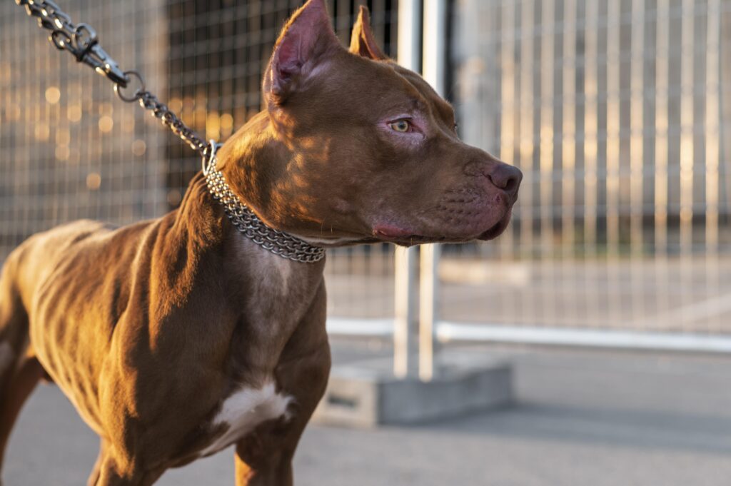 Arrêté préfectoral fixant la liste des personnes habilitées à dispenser la formation des maîtres de chiens dangereux ou susceptibles de l&rsquo;être